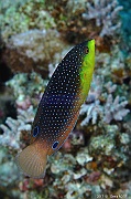 Anampses twistii labre poitrail jaune juv-Safaga Panomara Reef N-12m-20171123-Denis-ADER-DSC_3659_tn